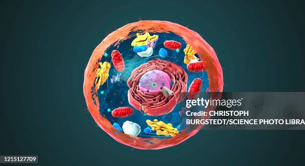 illustrazioni stock, clip art, cartoni animati e icone di tendenza di animal cell structure, illustration - struttura cellulare