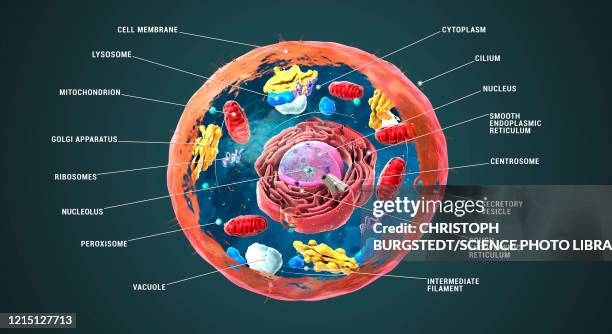 stockillustraties, clipart, cartoons en iconen met animal cell structure, illustration - golgi complex