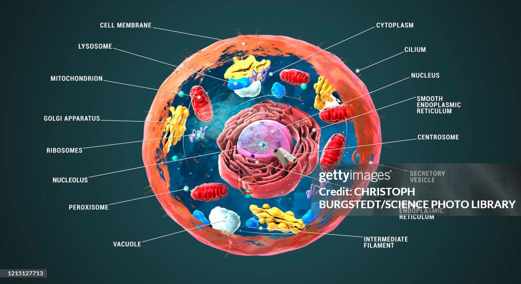 Animal cell structure, illustration