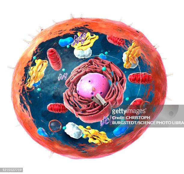 ilustrações de stock, clip art, desenhos animados e ícones de animal cell structure, illustration - microcorpo