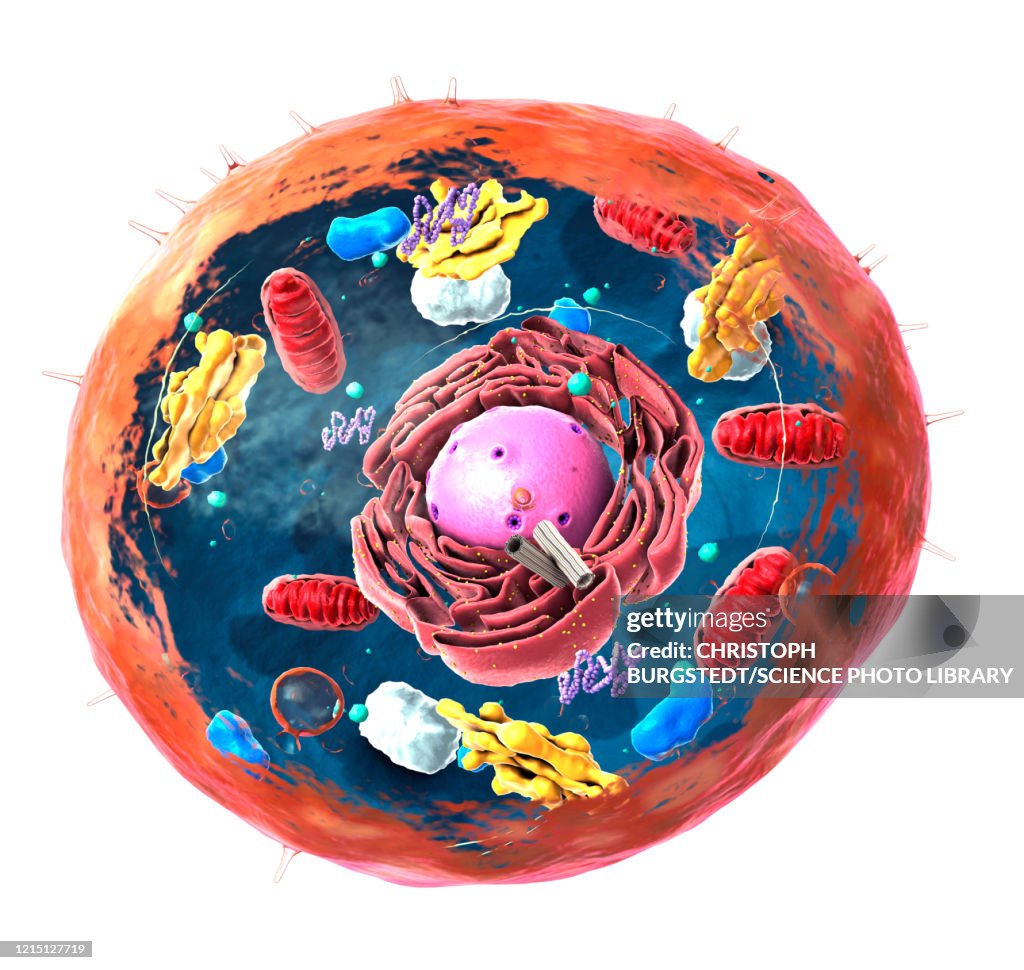Animal cell structure, illustration
