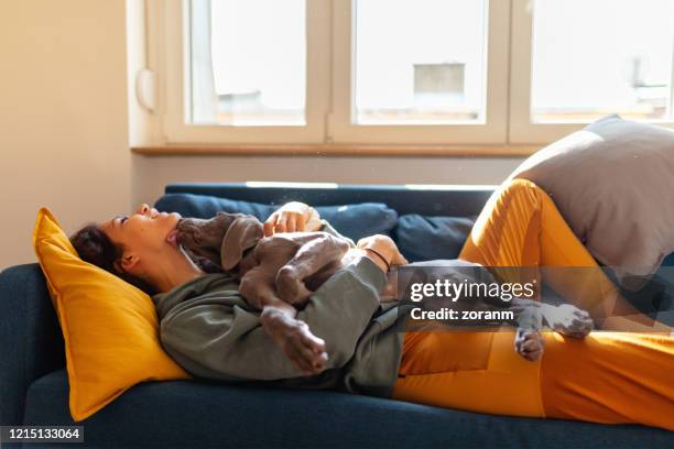 young woman on the sofa embracing her weimar puppy - weimar dog stock pictures, royalty-free photos & images