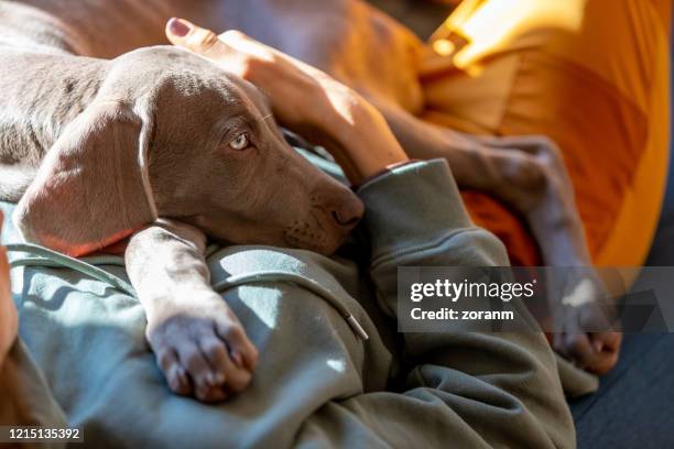 weimar puppy embraced by woman relaxing on the sofa - weimar dog stock pictures, royalty-free photos & images