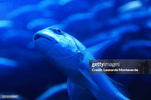 blue fish - bluefish stock pictures, royalty-free photos & images