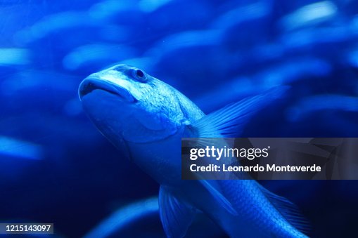 Blue fish Blue fish