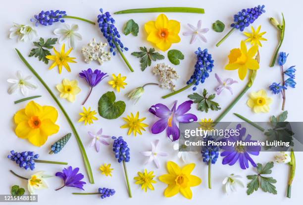 flat lay of spring flowers - muscari armeniacum stock-fotos und bilder