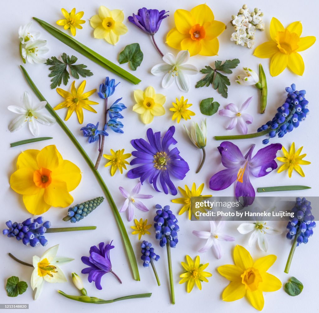 Flat Lay of Spring Flowers - square