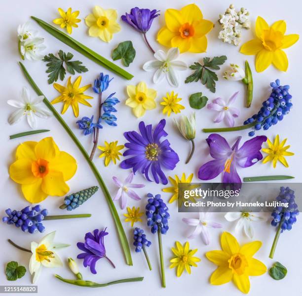 Spring Flowers Square 8,625 Star Flowers Stock Photos, High-Res Pictures, and Images - Getty ...