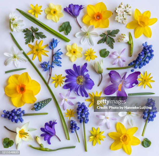 flat lay of spring flowers - square - muscari - fotografias e filmes do acervo