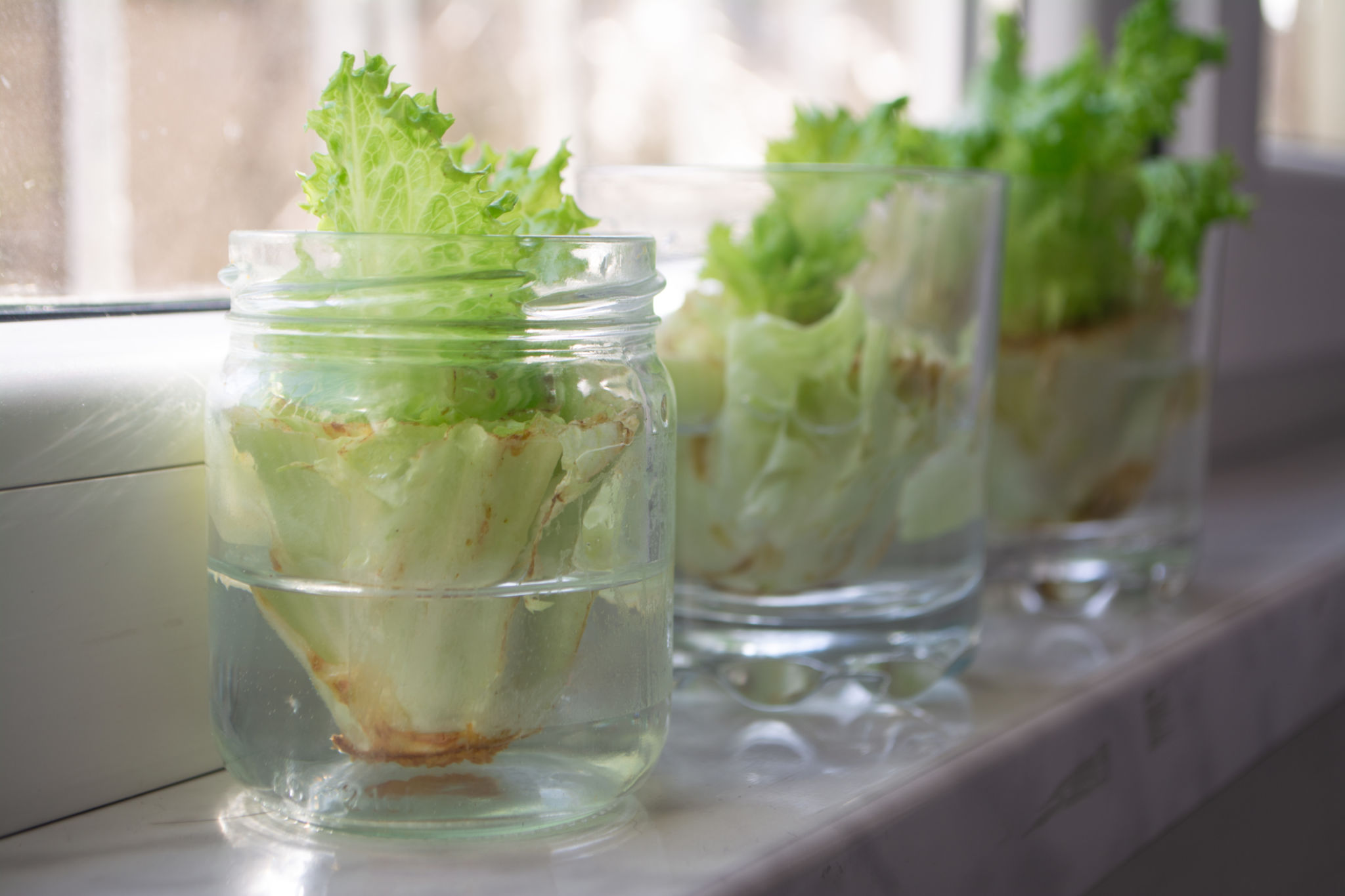regrowing vegetables water