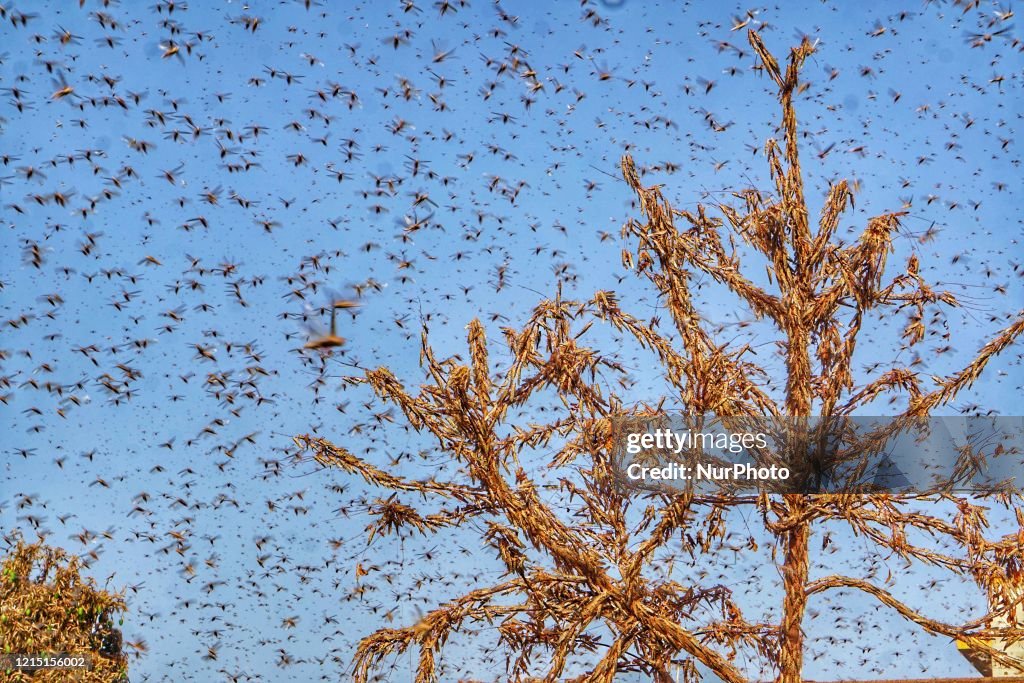 Locusts Attack In Jaipur