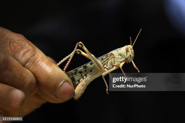 Locust Attack India Photos and Premium High Res Pictures - Getty Images