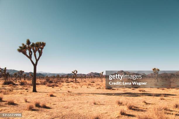 joshua tree plain with long shadow against clear blue sky - california landscape stock-fotos und bilder