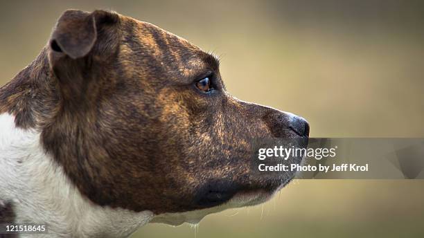 american stafford - stafford terrier stock pictures, royalty-free photos & images