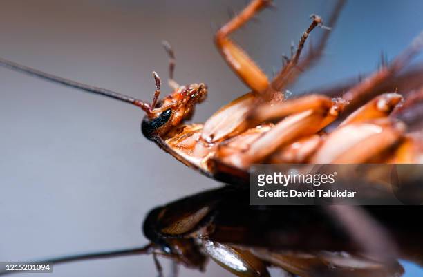 cockroach isolated on black background - black cockroach stock pictures, royalty-free photos & images
