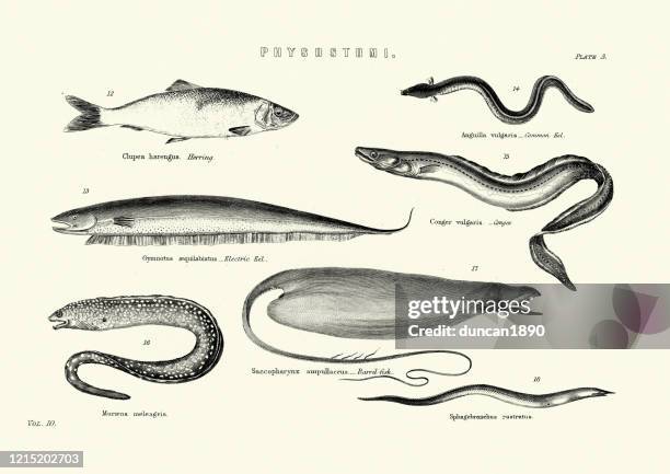 fish, herring, eel, electric eel, conger, barrel-fish - herring stock illustrations