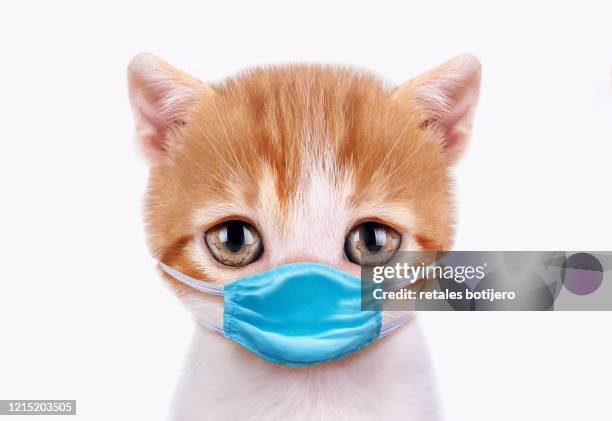 cat wearing protective face mask. - cat face mask stock pictures, royalty-free photos & images