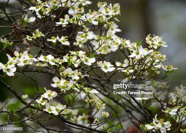 dogwood - dogwood blossom 個照片及圖片檔