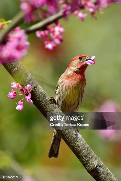 house finch eating blossoms - house finch stock pictures, royalty-free photos & images