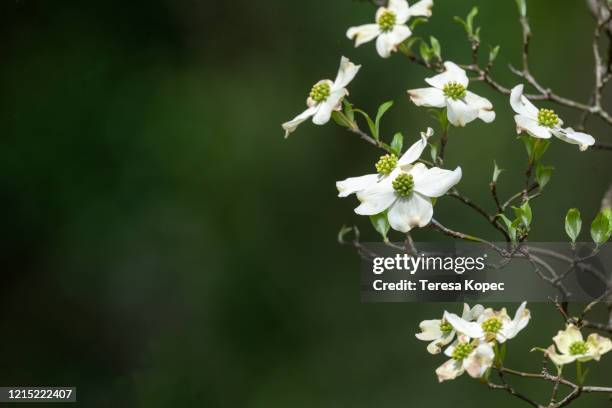 dogwood tree - dogwood blossom - fotografias e filmes do acervo