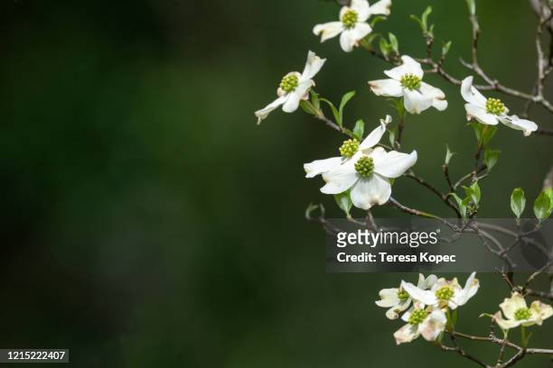 dogwood tree - dogwood blossom 個照片及圖片檔