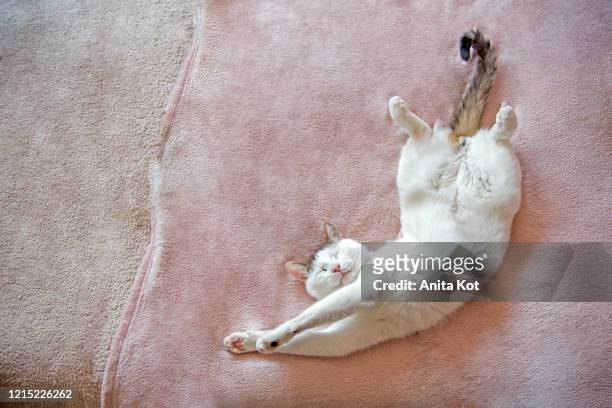 sleeping cat - hairy cat stock pictures, royalty-free photos & images