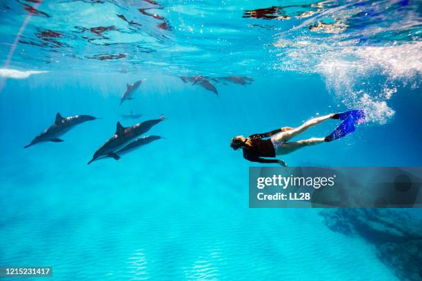 swimming with wild spinner dolphins. - dolphins stock pictures, royalty-free photos & images