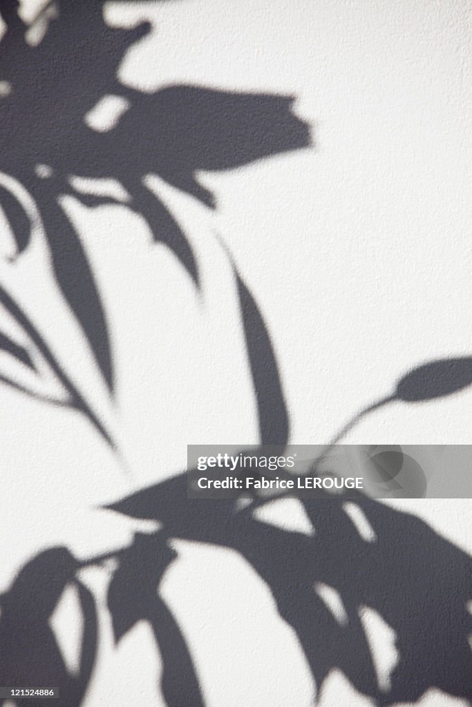 Close-up of a plant shadow on a wall