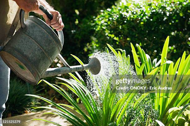 mature man watering plants in a garden - watering plant stock pictures, royalty-free photos & images