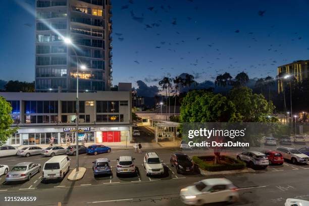 bats flying at dusk cairns, queensland, australia - cairns road stock pictures, royalty-free photos & images