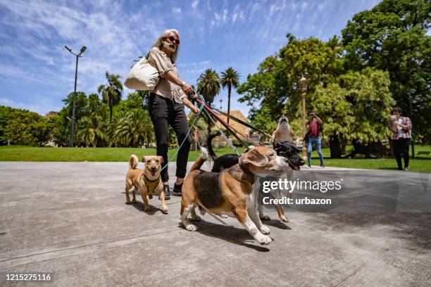 good looking mature dog walker - buenos aires cityscape stock pictures, royalty-free photos & images