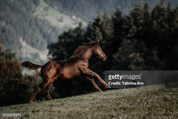 fohlen frei im galopp - foap stock pictures, royalty-free photos & images