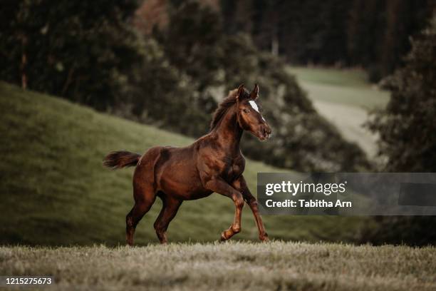 fohlen frei im galopp - appaloosa stock pictures, royalty-free photos & images