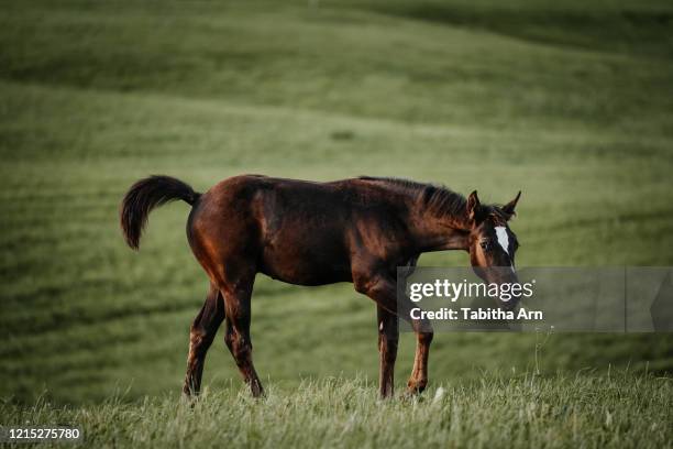 fohlen auf der wiese weide koppel von der seite - appaloosa stock pictures, royalty-free photos & images