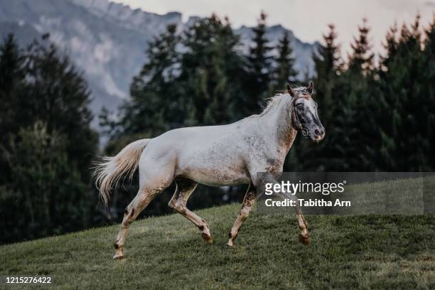 pferd appaloosa hengst frei auf der weide im trab - appaloosa stock pictures, royalty-free photos & images