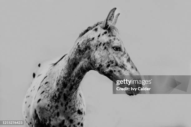 pferd appaloosa fohlen gepunktet - appaloosa horse stock pictures, royalty-free photos & images