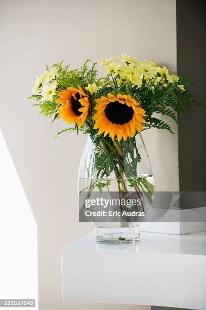 sunflowers (helianthus annuus) in a glass vase - helianthus stockfoto's en -beelden