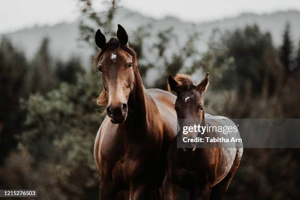 pferd stute mit fohlen frei im galopp - mane stock pictures, royalty-free photos & images