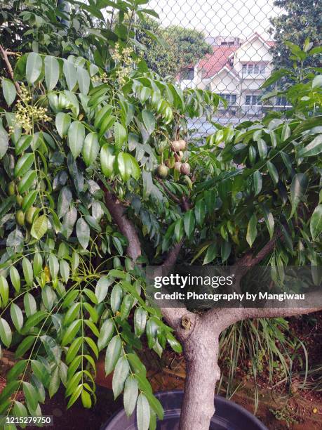 June Rows Tree 85 June Plum Tree Stock Photos, High-Res Pictures, and Images - Getty ...