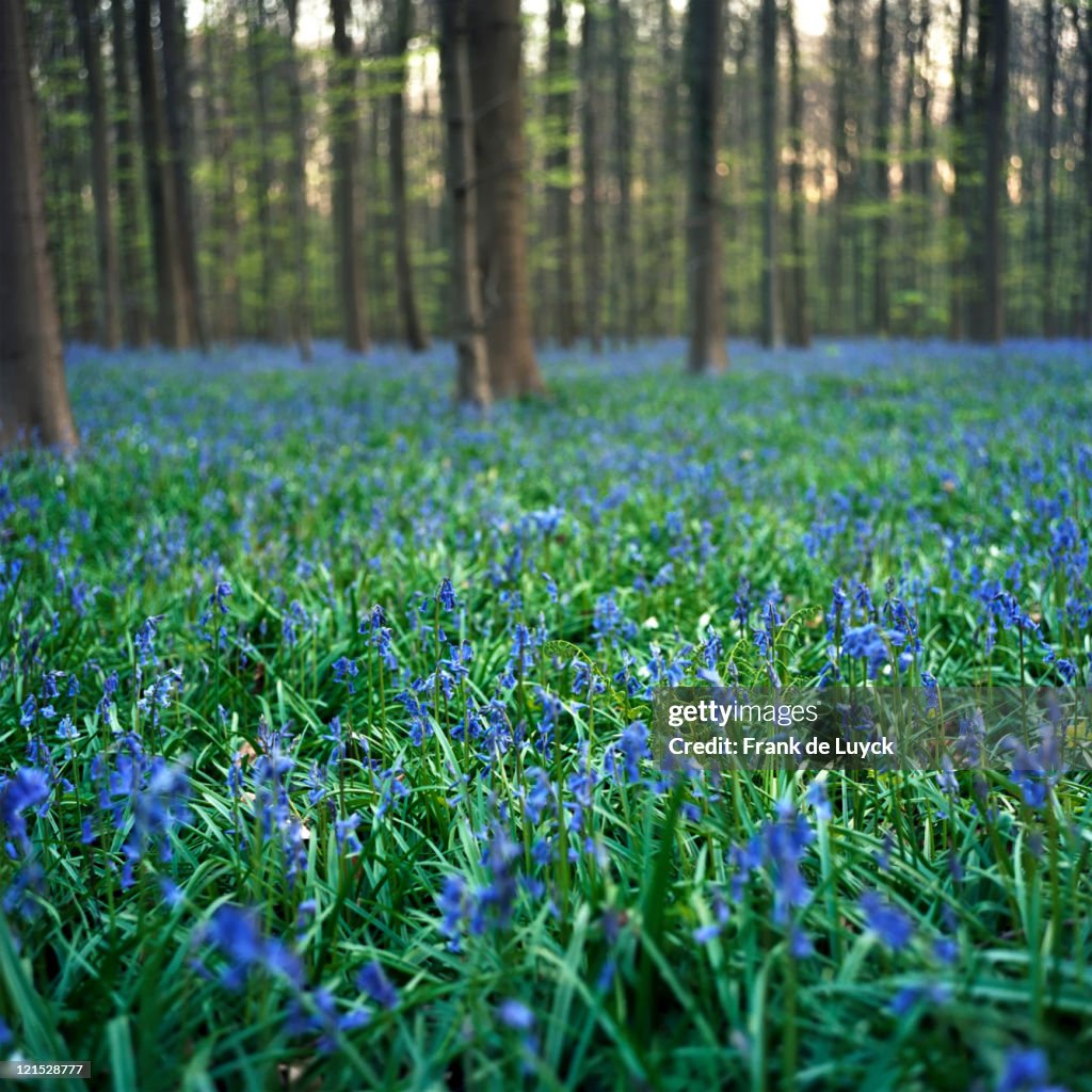 Wild Wood Bluebells (Hyacinthoides non-scripta, synonym: Scilla non-scripta), Hallerwoods, Halle, Flemish Brabant, Belgium.