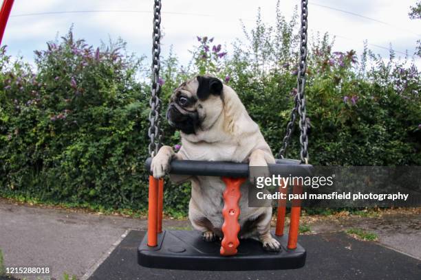 pug on swing at the playground - パグ ストックフォトと画像