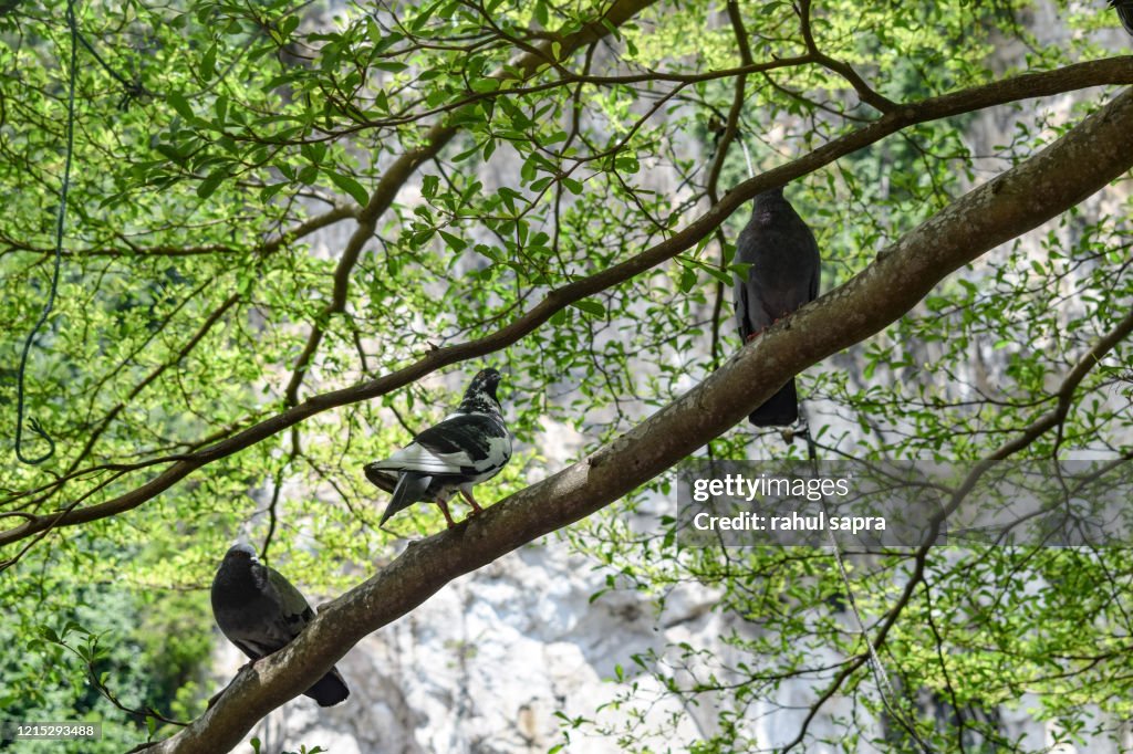 Bunch of Pigeons on the tree branches near Batu Caves Temple in Malaysia, Pigeons searching for food