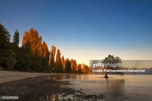 wanaka tree - zeeland stock pictures, royalty-free photos & images