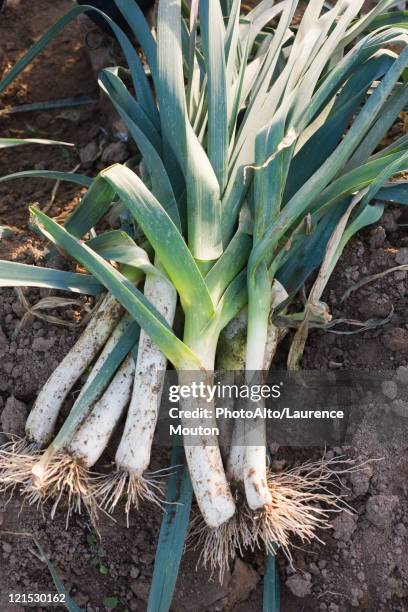 heap of leeks on soil - poireau photos et images de collection