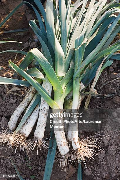 heap of leeks on soil - leek stock pictures, royalty-free photos & images