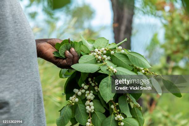 the hands of a indigenous woman holding small white berries picked from the bush - native australian plants stock-fotos und bilder