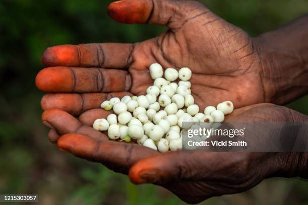 the hands of a indigenous woman holding small white berries picked from the bush - native australian plants stock-fotos und bilder