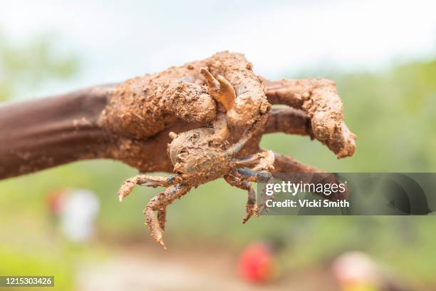 the muddy hand of a indigenous woman holding a small mud crab captured in the mangroves - crabbing stock pictures, royalty-free photos & images