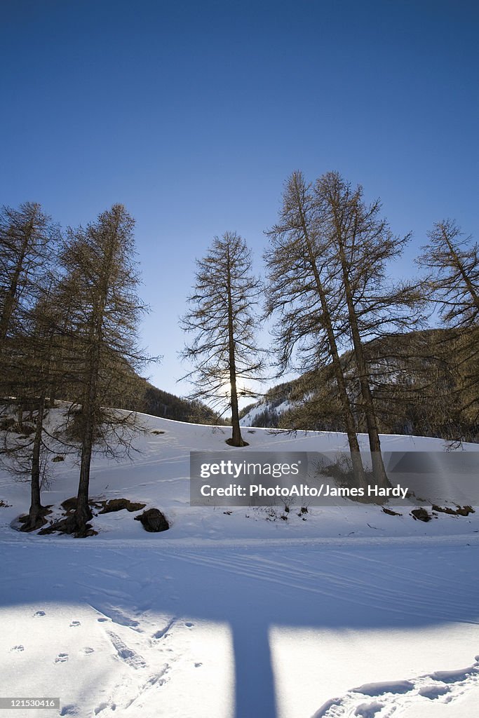 Trees in snow