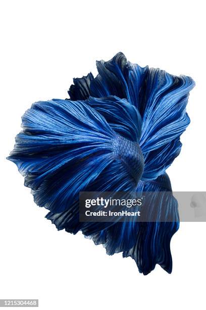 betta tail - barbatana caudal imagens e fotografias de stock